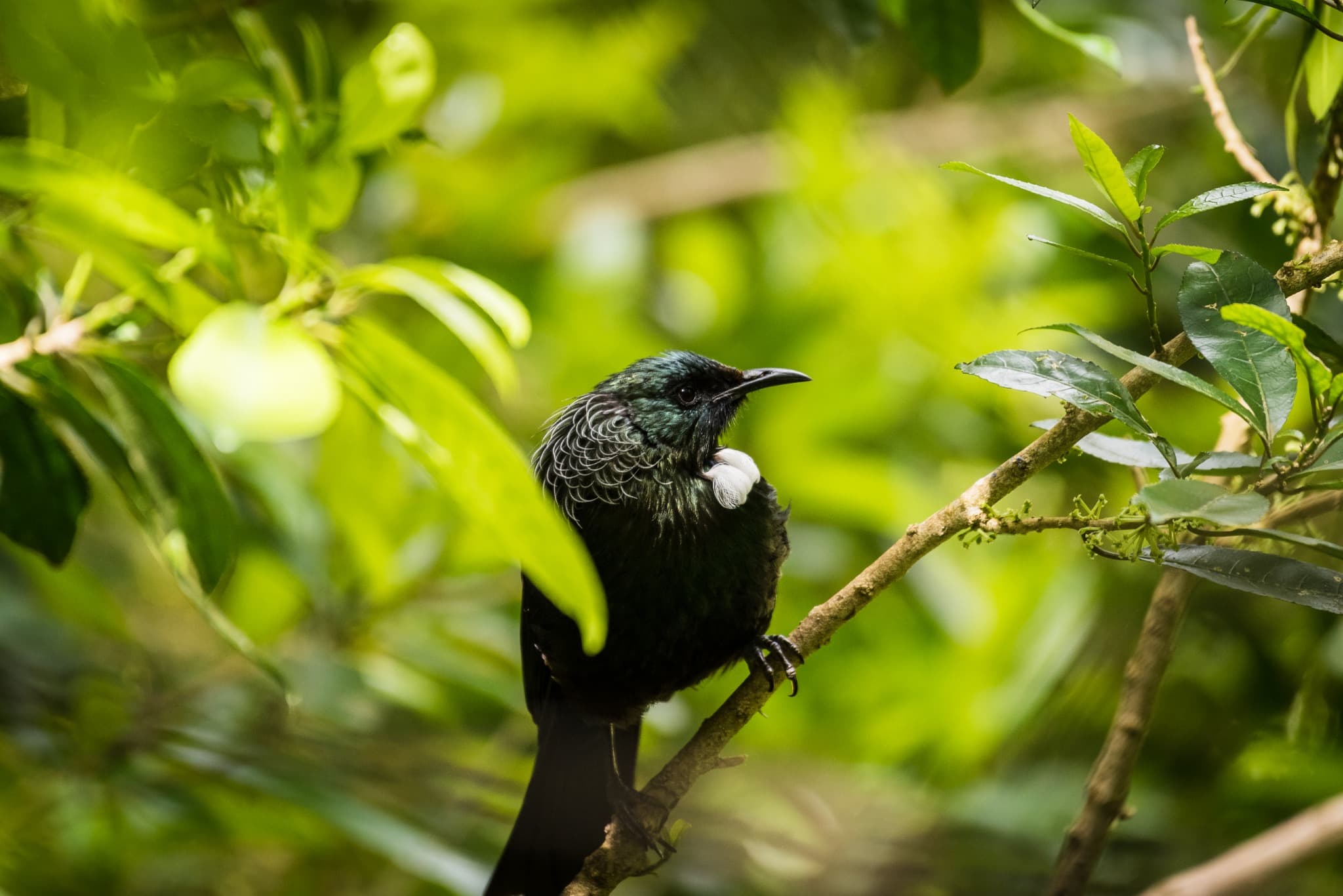 Tui perched among bright green leaves.
